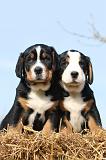 GRAND BOUVIER SUISSE 004
